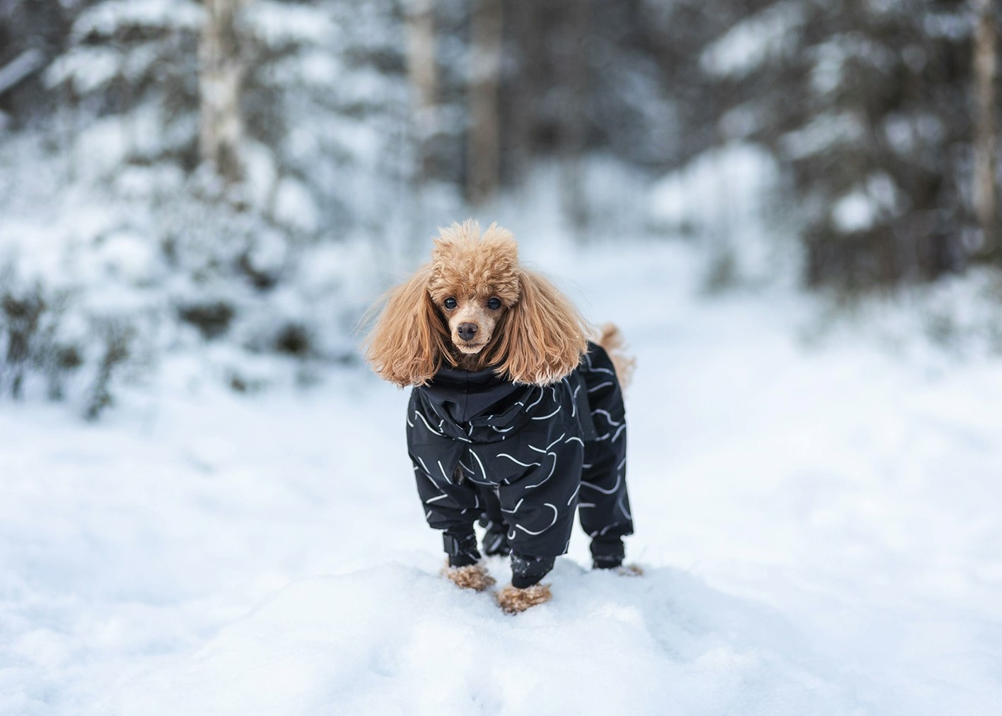 PAIKKA Vinteroverall till hund, Svart