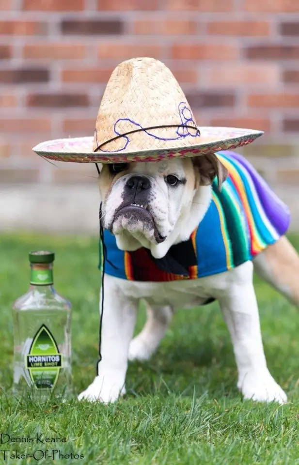 Mexican Poncho Hundkläder