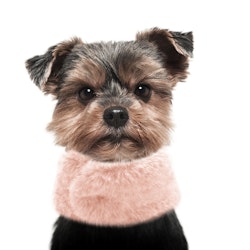 Milk & Pepper Jian Collar Fur Pink