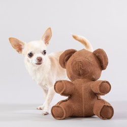 Paikka Teddy Toy for Dogs