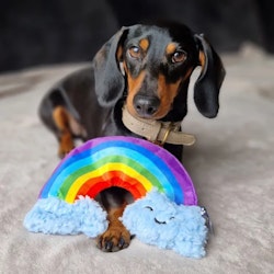 Hundleksak Rainbow Ray