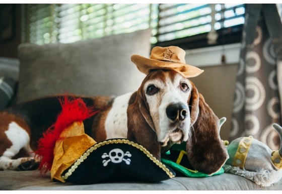 Hundleksak Mutt Hatter - Sheriff