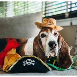 Hundleksak Mutt Hatter - Sheriff