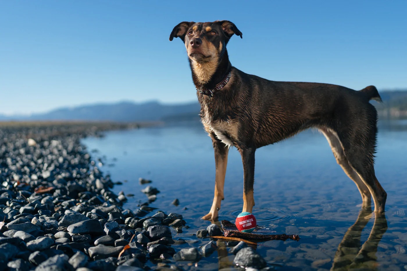 Tennisbollar till hund 4-pack