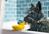 Hundleksak Splish Splash - Bubbles the Duck