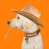 DWAM - Dog with a Mission Hundhalsband WAYNE