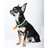 DWAM - Dog with a Mission Coco Beach Necklace
