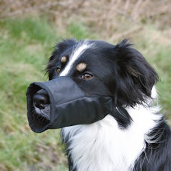 Munkorg hund Trixie