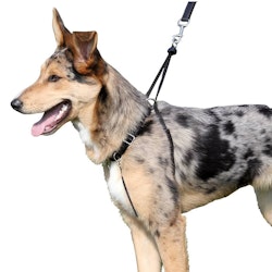 Training Harness