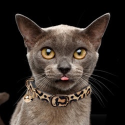 Milk & Pepper Cat Collar Leather Leopard - Black/Brown