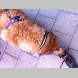 Bellomania Harness Crazy Cat Lady