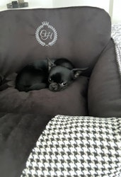 Porto Svart Bilstol till Hund