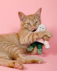 Kattleksak Vladimir med Catnip