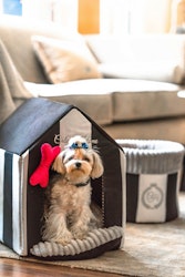 Dog House Monte Carlo Black