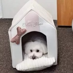 Dog House Monte Carlo Pink