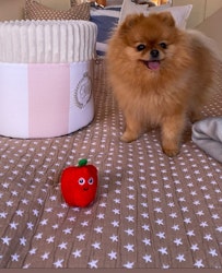 Leksakslåda till hund, Monte Carlo pink