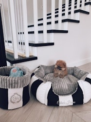 Leksakslåda till hund, Monte Carlo Black