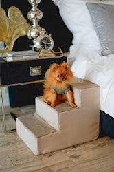 Hundtrappa Copenhagen Gold