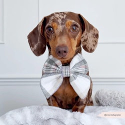 Cocopup London Oxford Plaid Sailor Bow Tie