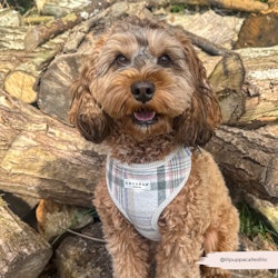 Cocopup London Oxford Plaid Adjustable Neck HARNESS