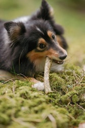 Rauh! Crunchy Moose S