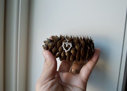 Heart of Silver
