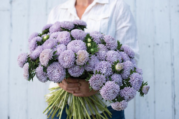 Aster Lady Coral Lavender