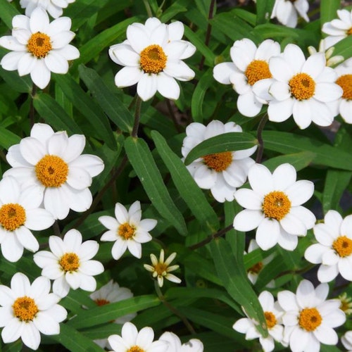 Zinnia Crystal White