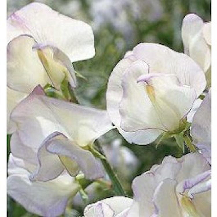 Luktärt High Scent