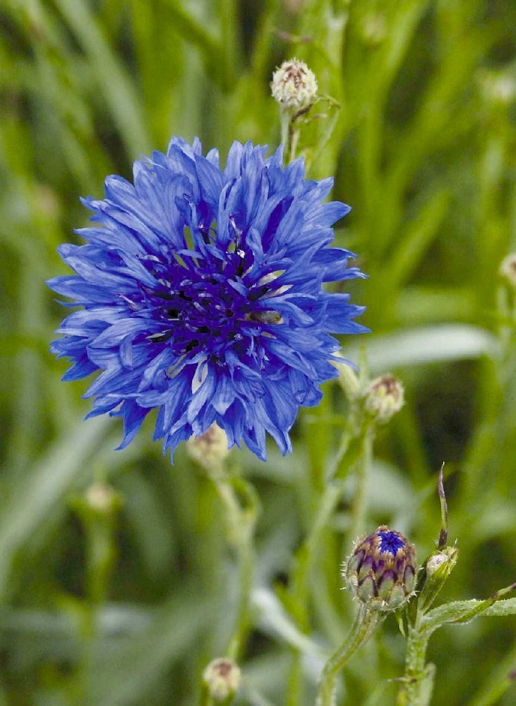 Blåklint Blue Boy