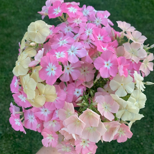 Flox Phlox of Sheep