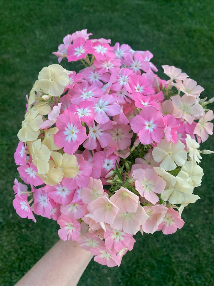 Flox Phlox of Sheep