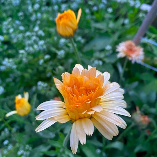 Ringblomma Apricot Beauty