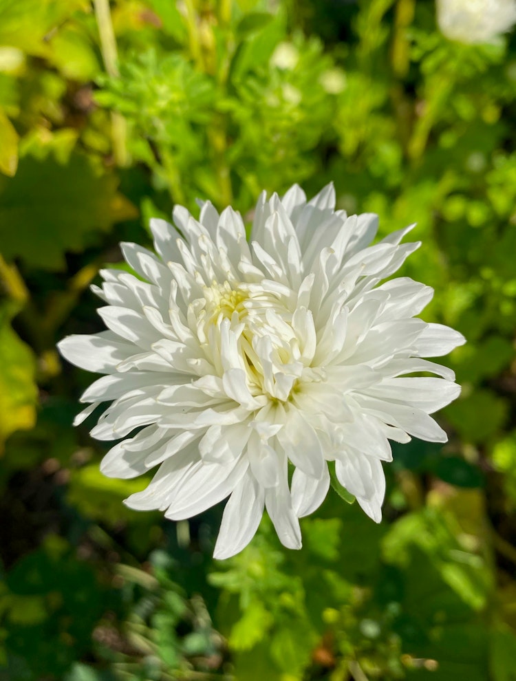 Aster King Size White