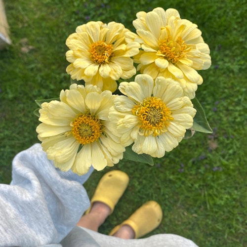 Zinnia Giant Dahlia Flowered Creamy Yellow
