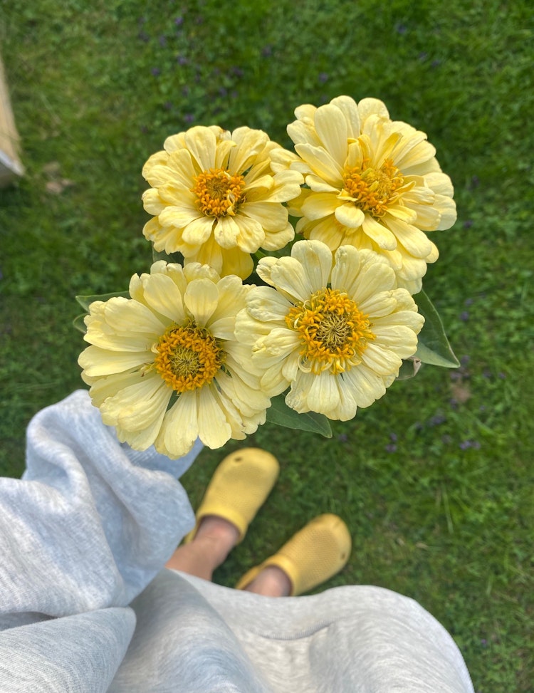 Zinnia Giant Dahlia Flowered Creamy Yellow