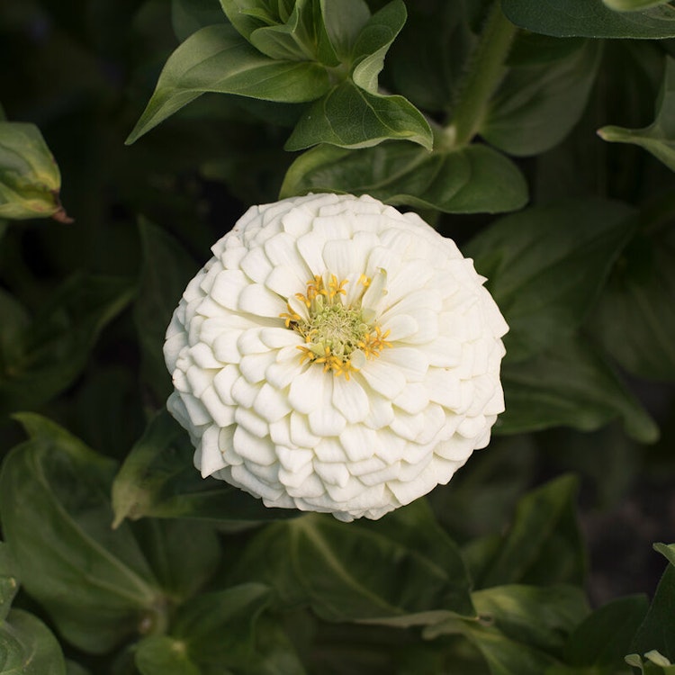 Zinnia Giant Dahlia Flowered White