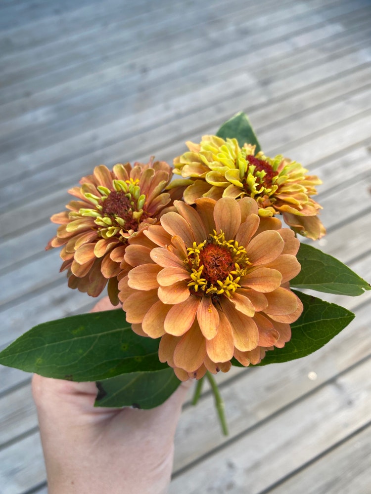 Zinnia Queen Lime Orange