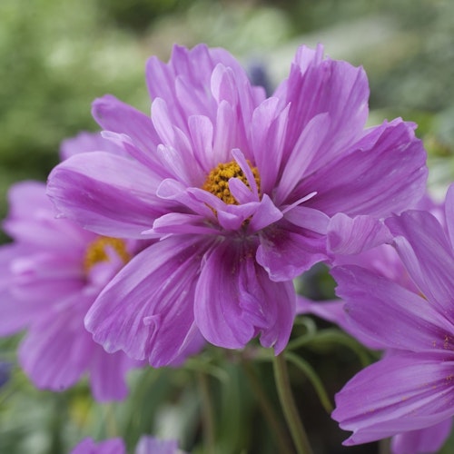 Rosenskära Fizzy Pink Dark Center