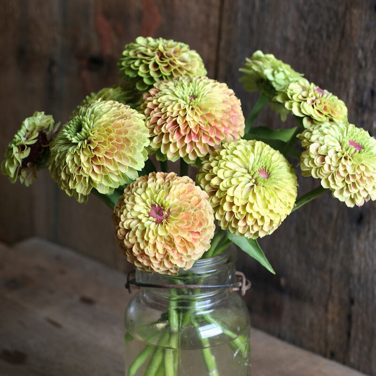 Zinnia Queen Lime With Blush