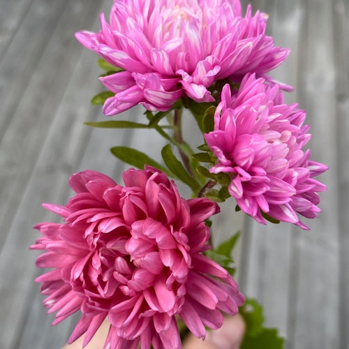 Aster King Size Pink