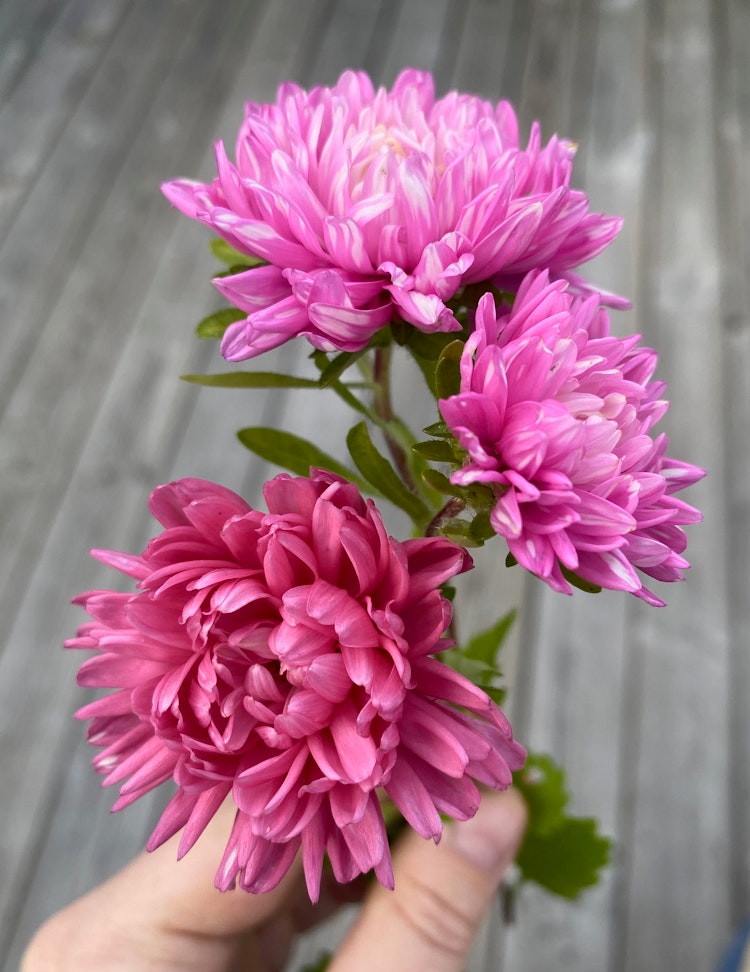 Aster King Size Pink