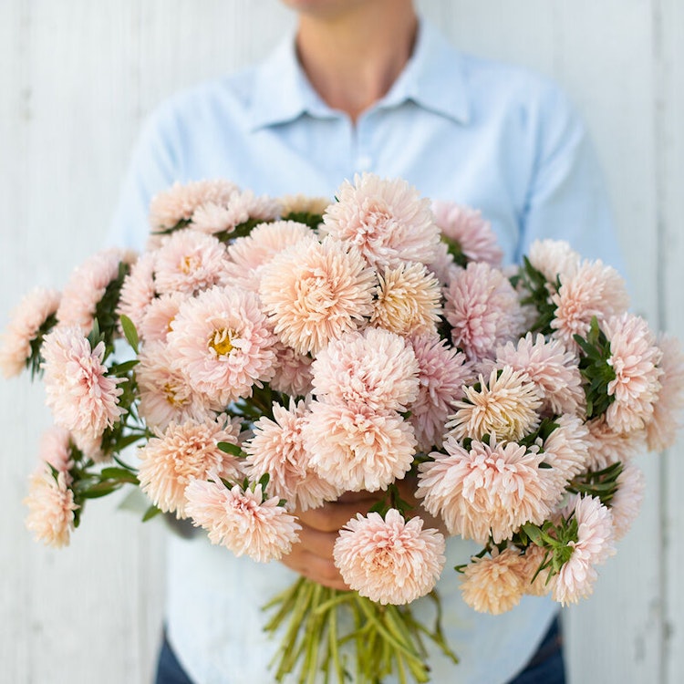 Aster King Size Apricot