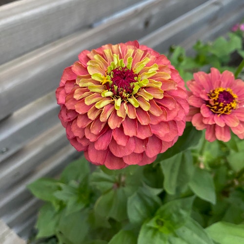 Zinnia Queen Lime Red