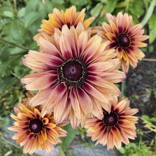 Rudbeckia Sahara