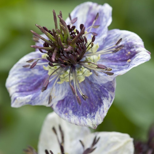 Nigella Delf Blue