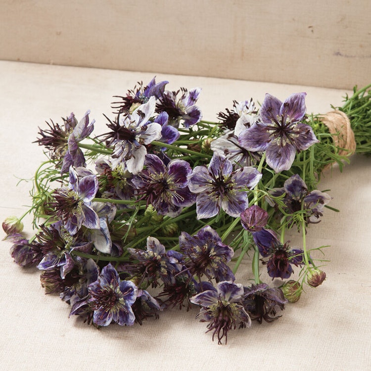 Nigella Delf Blue