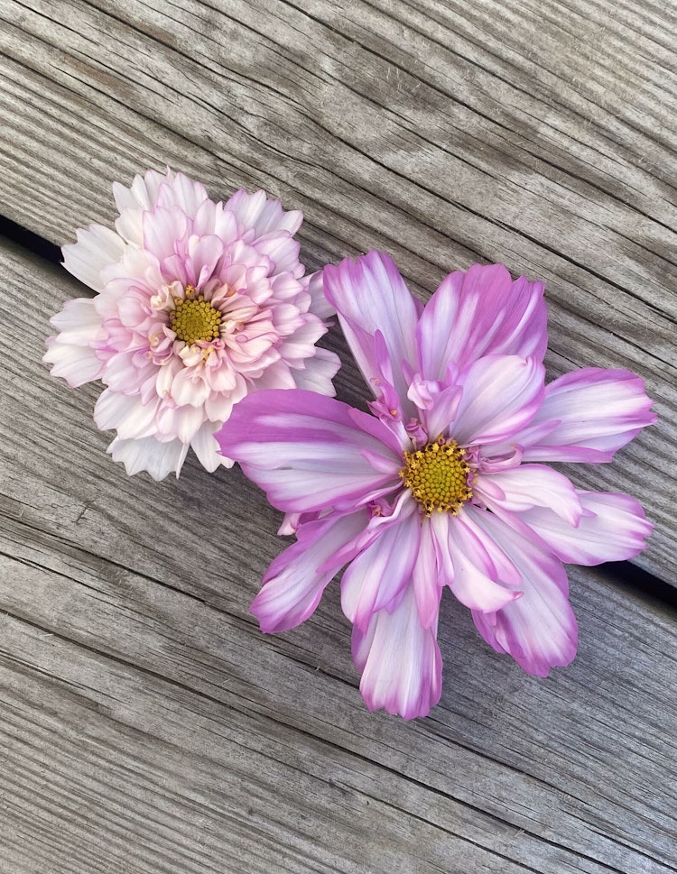Rosenskära Double Click Bicolour Pink