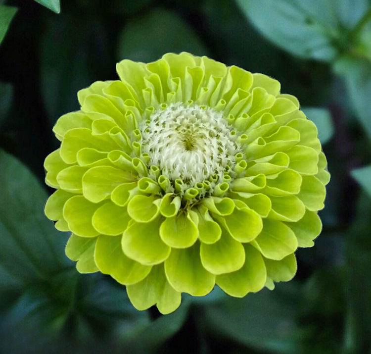 Zinnia Envy