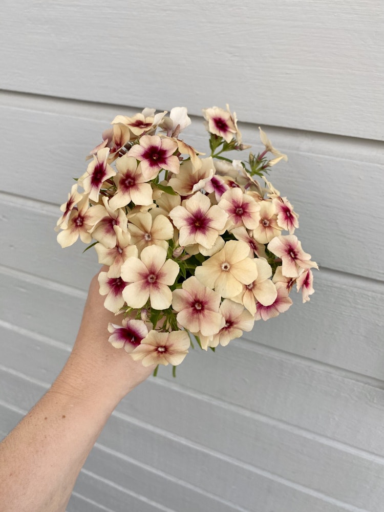 Flox Cherry Caramel